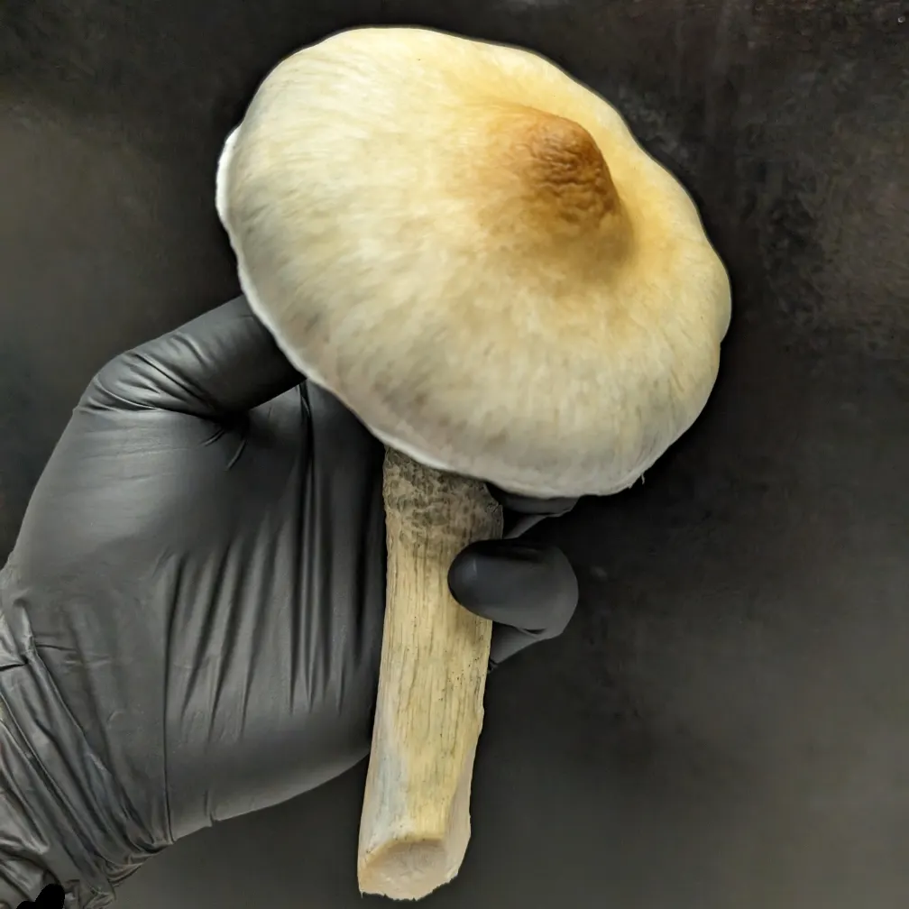 Golden Teacher product